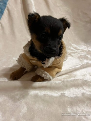 kruszynka-hania-7-tygodniowy-szczeniak-adopcja-71793-katowice.jpg