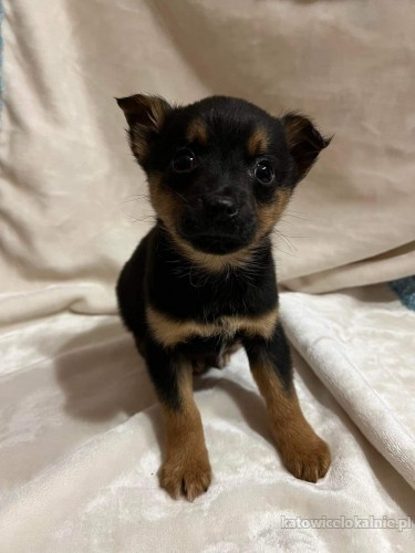 kruszynka-hania-7-tygodniowy-szczeniak-adopcja-71793-sprzedam.jpg