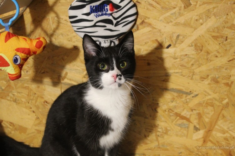 plamka-odwazna-przyjazna-mlodziutka-koteczka-72037-katowice.jpg