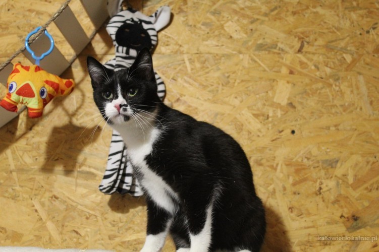 plamka-odwazna-przyjazna-mlodziutka-koteczka-72037-koty.jpg