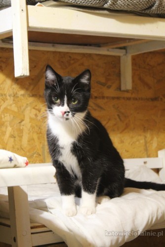 plamka-odwazna-przyjazna-mlodziutka-koteczka-72037-sprzedam.jpg