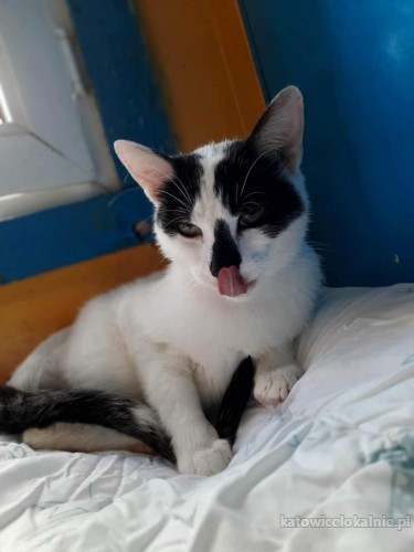 lapek-niesamowicie-tulasny-przyjazny-kocurek-do-pokochania-72081-katowice.jpg