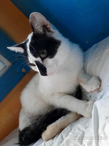 lapek-niesamowicie-tulasny-przyjazny-kocurek-do-pokochania-72081-sprzedam.jpg