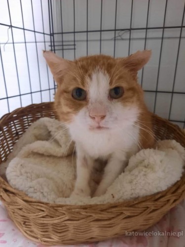 rudy-mrrruczasty-kotek-do-pokochania-72084-katowice.jpg