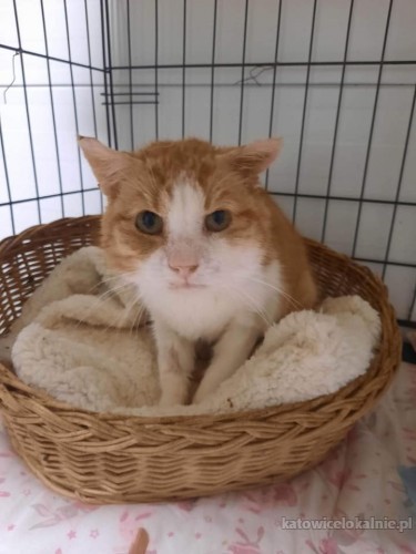 rudy-mrrruczasty-kotek-do-pokochania-72084-sprzedam.jpg