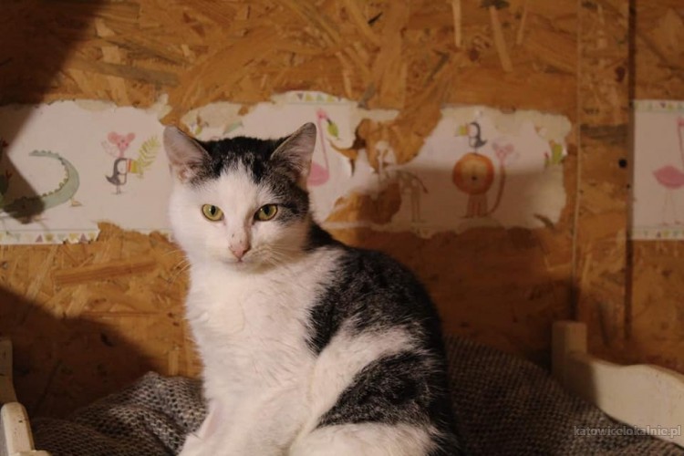 spokojna-przyjazna-koteczka-penia-do-pokochania-72112-sprzedam.jpg