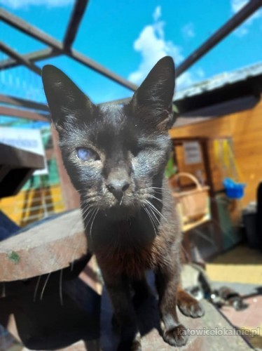 marcys-niesamowita-przylepa-odwazny-wesoly-kotek-72114-sprzedam.jpg