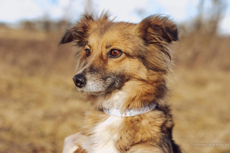 malenka-izi-wspaniala-sunia-szuka-domu-72119-psy.jpg