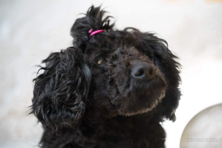 pudka-przyjazna-dojrzala-sunia-pudel-mix-do-adopcji-72158-katowice.jpg