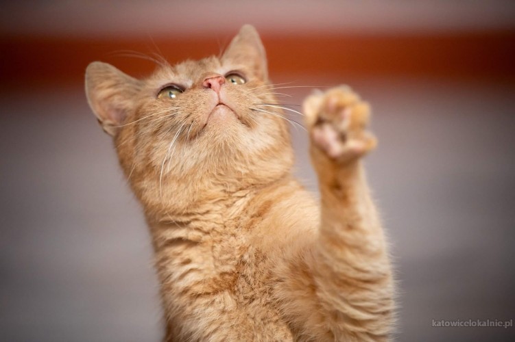 rudi-ruda-pieknosc-wesoly-kotek-szuka-domu-72161-sprzedam.jpg