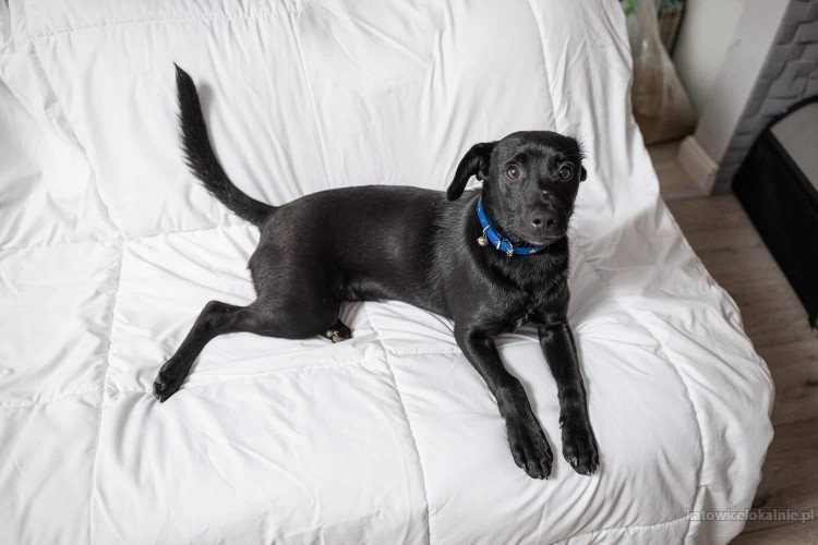 8-miesieczny-minilabek-wesoly-domowy-blaki-do-adopcji-72192-katowice.jpg