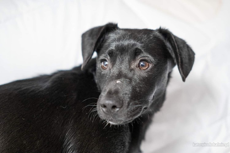 8-miesieczny-minilabek-wesoly-domowy-blaki-do-adopcji-72192-psy.jpg