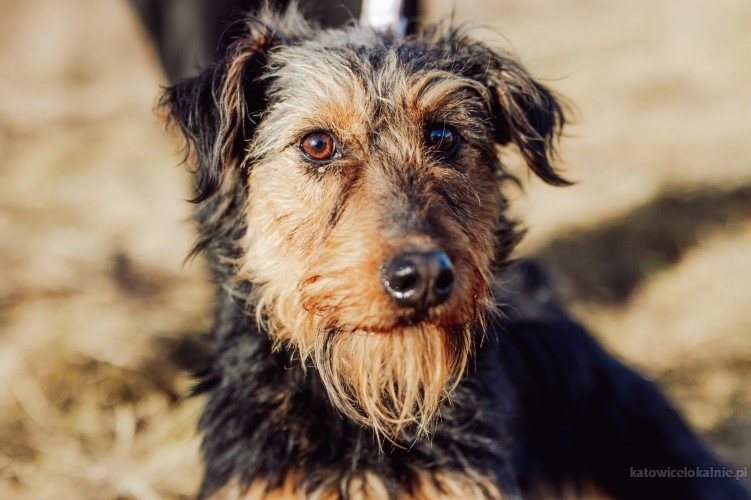 aida-terrierkowata-mloda-sunia-szuka-swojej-rodziny-72314-katowice.jpg