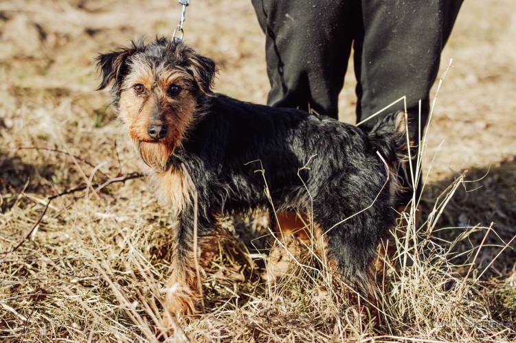 aida-terrierkowata-mloda-sunia-szuka-swojej-rodziny-72314-sprzedam.jpg