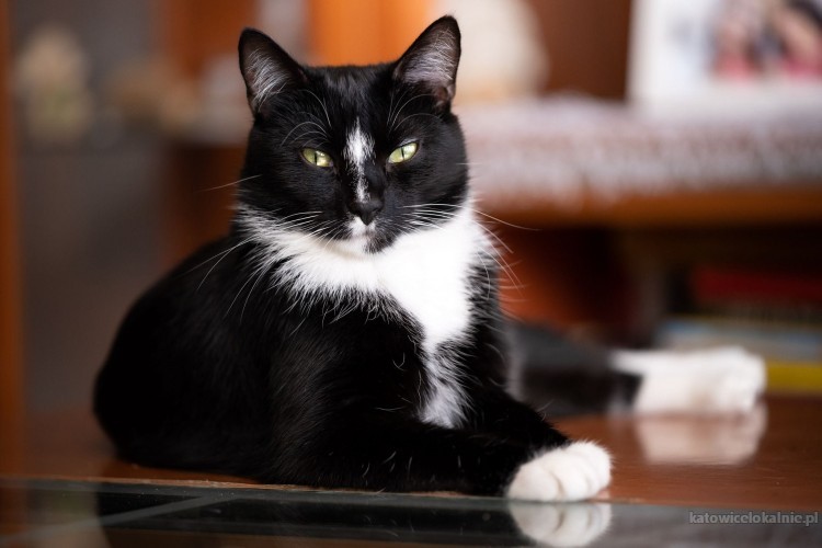 dyzio-koci-kawaler-o-wspanialej-osobowosci-72529-katowice.jpg