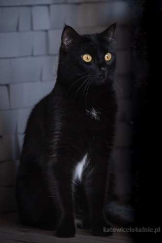 dusia-czarna-pieknosc-cudna-kotka-do-pokochania-72567-katowice.jpg