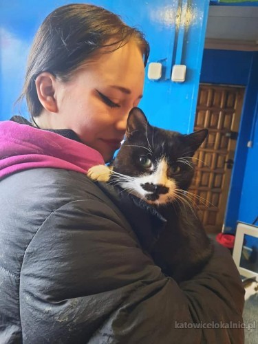 jacus-mruczasty-niezwykle-przyjazny-kotek-szuka-domu-72762-katowice.jpg
