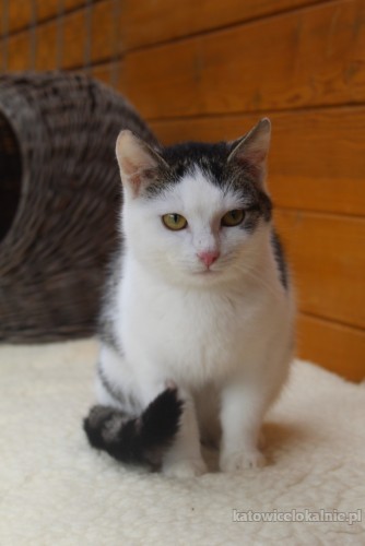 delikatna-spokojna-penia-wspaniala-koteczka-72776-katowice.jpg