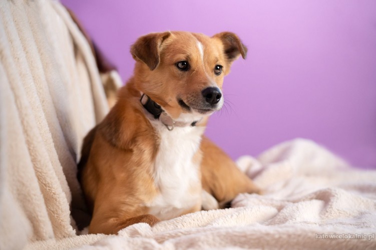 chudy-niewielki-mlody-psiaczek-szuka-domku-72822-katowice.jpg