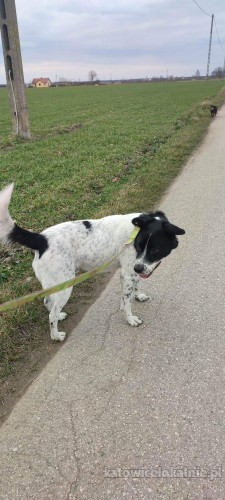 pepper-nakrapiany-wesolek-aktywny-psiak-szuka-kochajacej-opiekunki-72859-katowice-na-sprzedaz.jpg