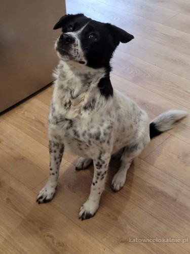 pepper-nakrapiany-wesolek-aktywny-psiak-szuka-kochajacej-opiekunki-72859-katowice.jpg