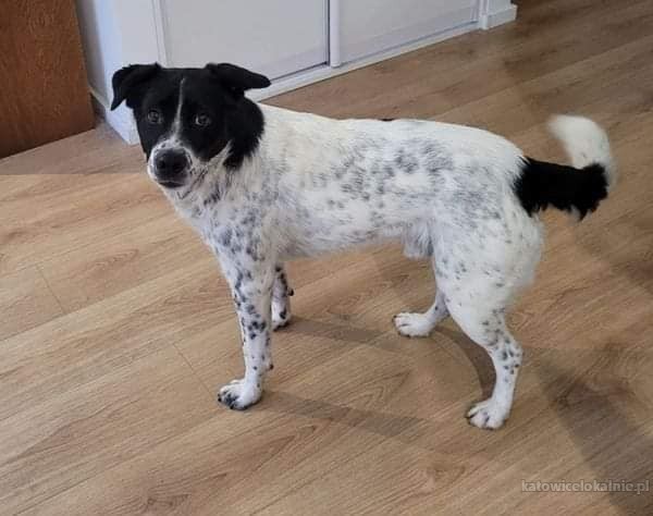 pepper-nakrapiany-wesolek-aktywny-psiak-szuka-kochajacej-opiekunki-72859-psy.jpg
