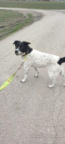 pepper-nakrapiany-wesolek-aktywny-psiak-szuka-kochajacej-opiekunki-72859-sprzedam.jpg
