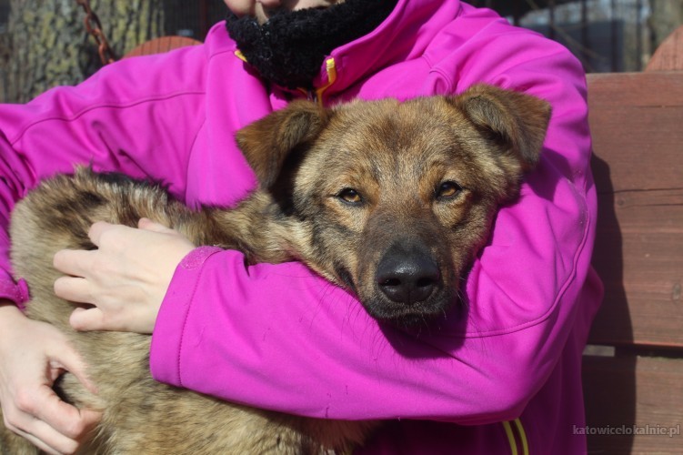 kibic-mlodziutki-przyjazny-psiaczek-szuka-domu-72864-katowice.jpg