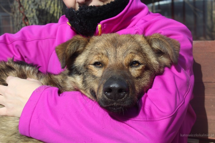 kibic-mlodziutki-przyjazny-psiaczek-szuka-domu-72864-psy.jpg