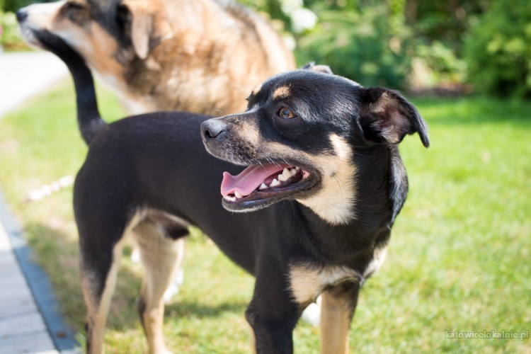 niewielki-daktyl-cudo-nie-pies-adoptuj-swietnego-psa-72942-katowice.jpg