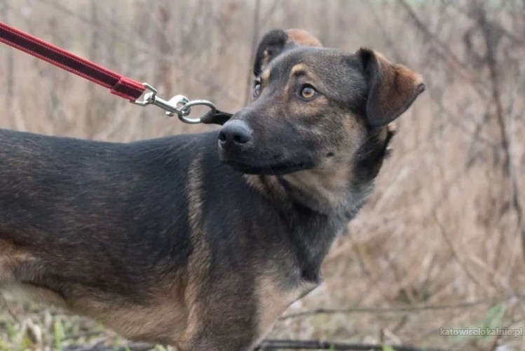 mlodziutki-teo-przyjazny-i-wesoly-psiak-do-pokochania-72944-katowice-na-sprzedaz.jpg