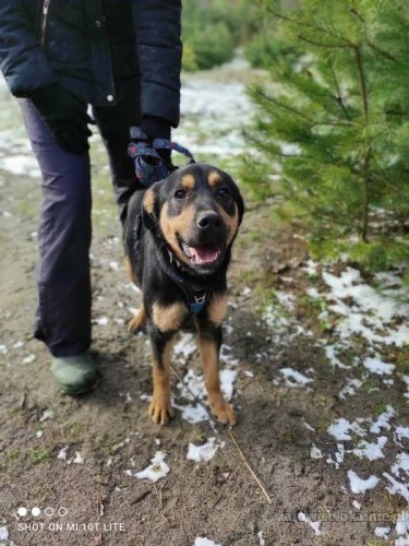 rotti-zakochany-w-czlowieku-slodki-psiak-adopcja-72945-katowice-foto.jpg