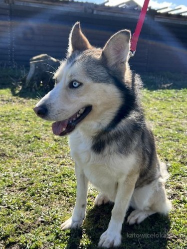 mlodziutki-niebieskooki-karmel-husky-mix-72975-psy.jpg