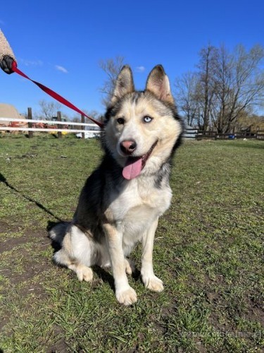 mlodziutki-niebieskooki-karmel-husky-mix-72975-sprzedam.jpg