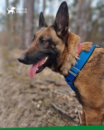 cobra-cudowna-zapatrzona-w-czlowieka-suka-malinois-adopcja-73055-sprzedam.jpg