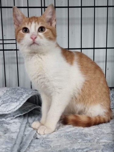 franek-i-tomek-6-miesieczne-kocurki-adopcja-73064-katowice.jpg