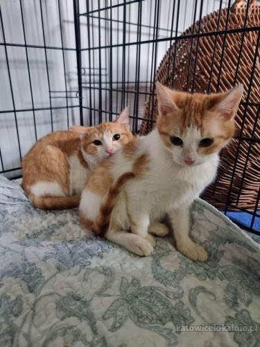 franek-i-tomek-6-miesieczne-kocurki-adopcja-73064-koty.jpg