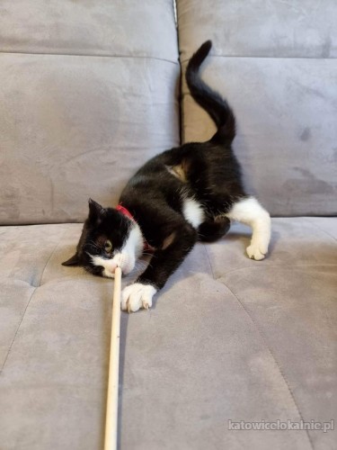 2-letnia-bella-grzeczna-domowa-koteczka-szuka-domu-73065-katowice.jpg