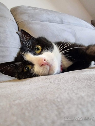 2-letnia-bella-grzeczna-domowa-koteczka-szuka-domu-73065-sprzedam.jpg