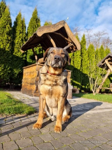 radzio-pies-z-milionem-zalet-szuka-swojej-rodzinki-73214-katowice-foto.jpg