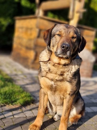 radzio-pies-z-milionem-zalet-szuka-swojej-rodzinki-73214-zdjecia.jpg