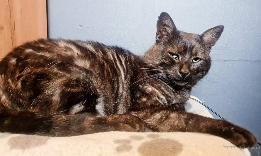 basmanti-przyjazny-grzeczny-kocurek-do-pokochania-73379-katowice-foto.jpg