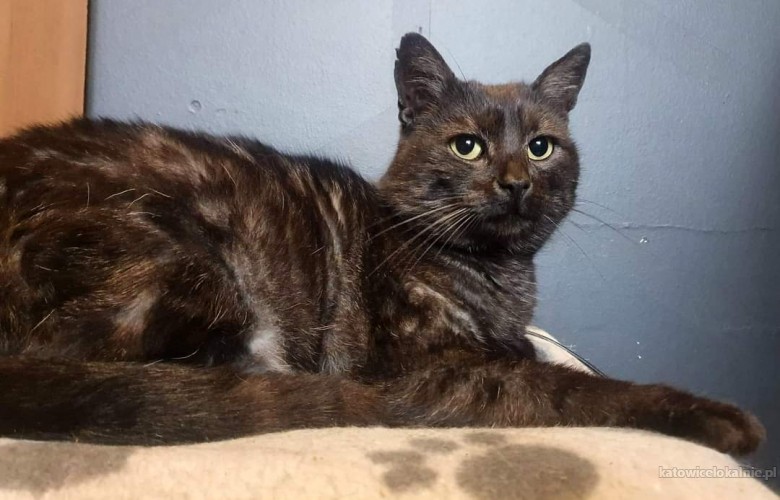 basmanti-przyjazny-grzeczny-kocurek-do-pokochania-73379-katowice.jpg