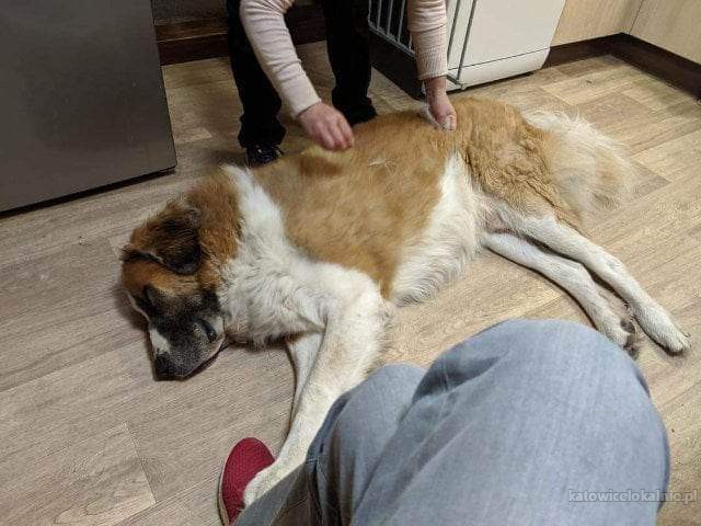 czako-wspanialy-wpatrzony-w-czlowieka-moskiewski-mix-73492-sprzedam.jpg