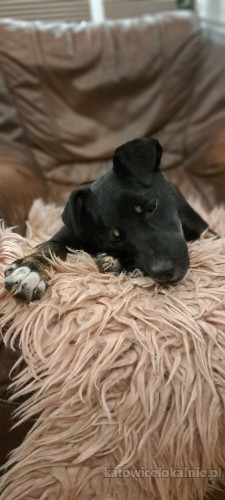 mila-niewielka-6-miesieczna-iskiereczka-73493-katowice-na-sprzedaz.jpg