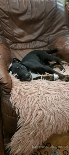 mila-niewielka-6-miesieczna-iskiereczka-73493-sprzedam.jpg