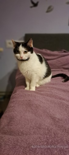 6-miesieczny-kocurek-ptys-do-pokochania-73494-katowice-na-sprzedaz.jpg