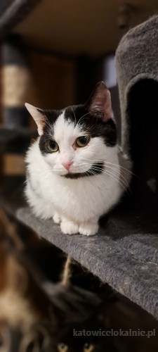 6-miesieczny-kocurek-ptys-do-pokochania-73494-katowice.jpg