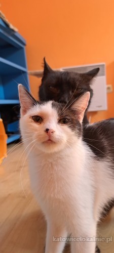 7-miesieczny-pysio-super-kotek-do-adopcji-73495-katowice-foto.jpg