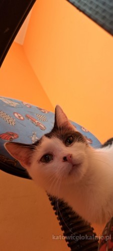 7-miesieczny-pysio-super-kotek-do-adopcji-73495-katowice.jpg